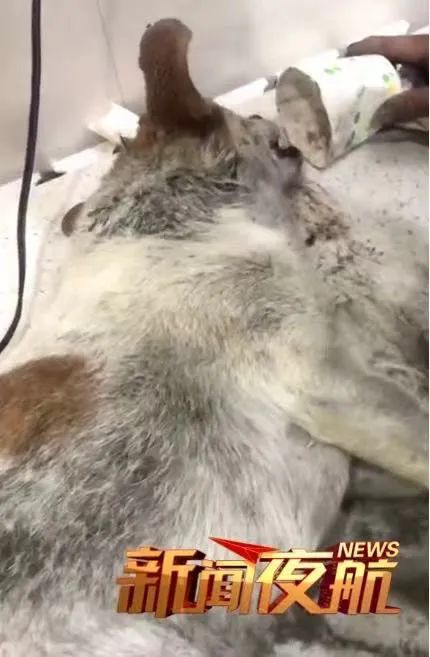 DƬ